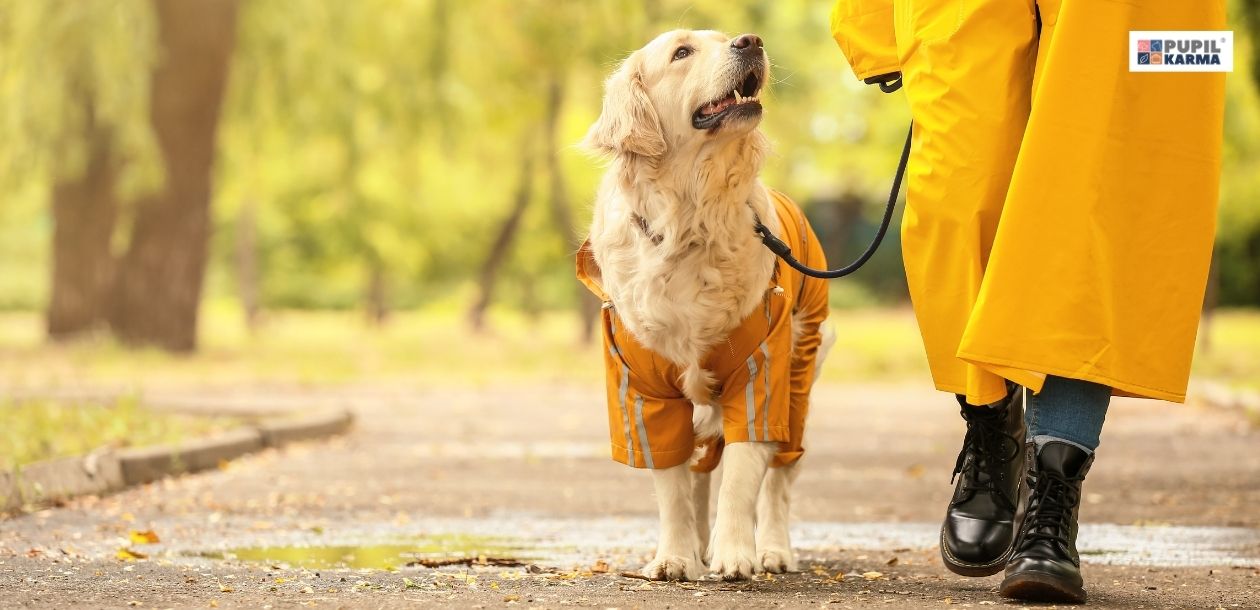 Jak dbać o psa jesienią? Kompleksowy przewodnik. Jak przygotować psa na jesienne spacery. Zdjęcie przestawia psa rasy golden retriver w żółtym ubranku przeciwdeszczowym, który idzie na czarnej smyczy razem z właścicielem również ubranym w żółty płaszcz przeciwdeszczowy. Spacerują oni przez jesienny park. U góry po prawej stronie widać logo pupilkarma. 